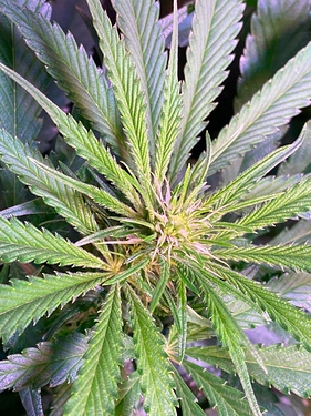 Growreport Bild 33