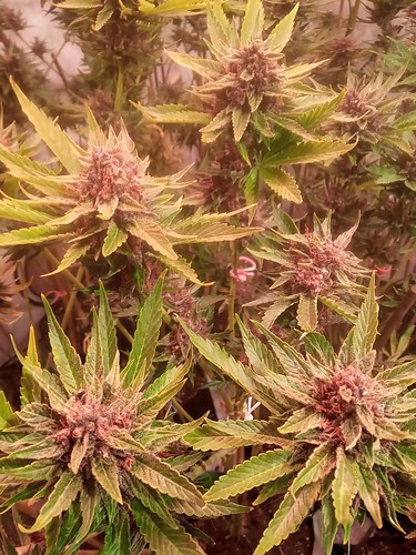 Growreport Bild 47