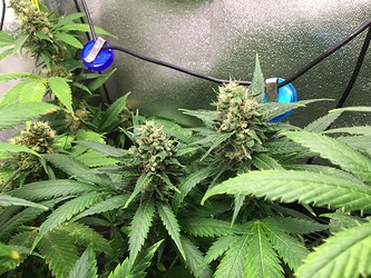 Growreport Bild 3