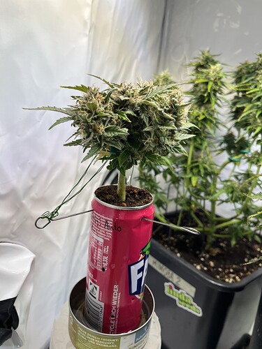 Growreport Bild 5
