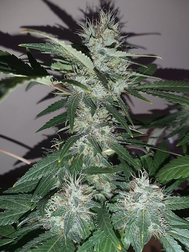Growreport Bild 6