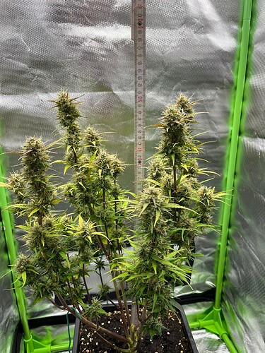 Growreport Bild 14