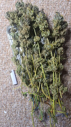 Growreport Bild 29