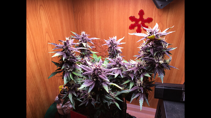 Growreport Bild 7
