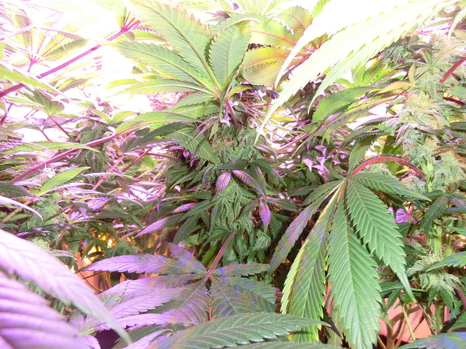Growreport Bild 6
