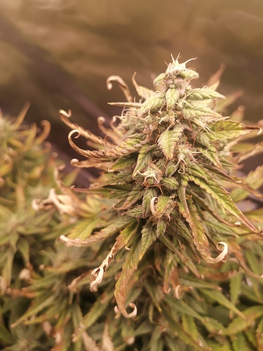 Growreport Bild 10