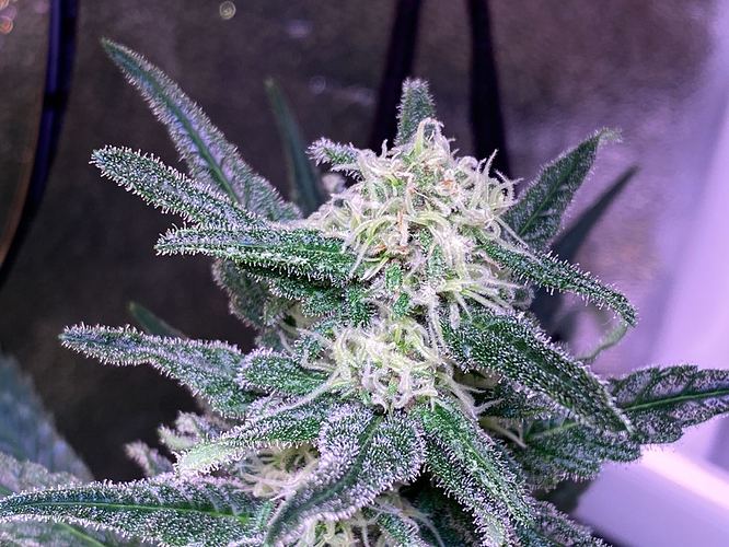 Growreport Bild 13