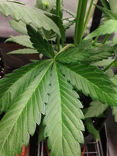 Growreport Bild 11