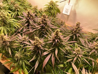 Growreport Bild 2