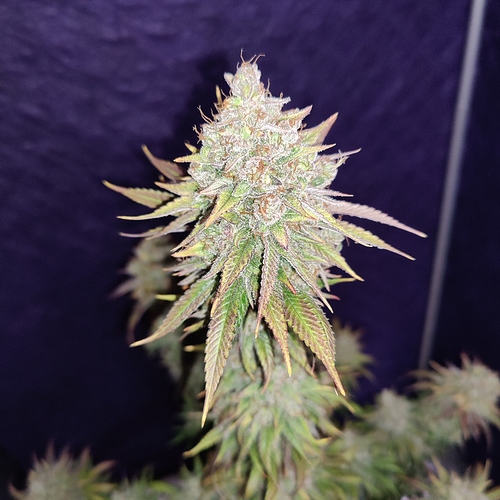Growreport Bild 12