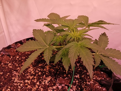 Growreport Bild 5