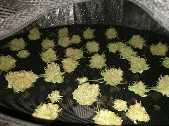 Growreport Bild 51