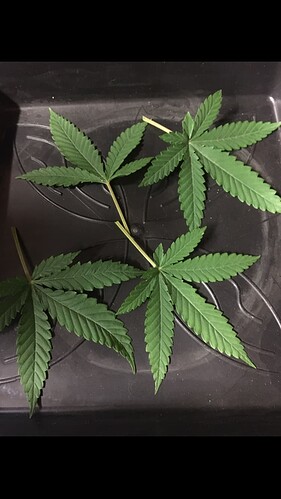 Growreport Bild 11