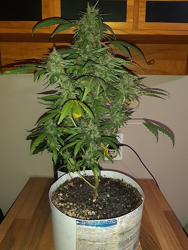 Growreport Bild 1
