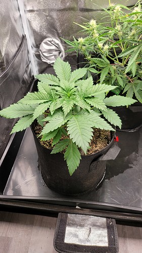 Growreport Bild 2