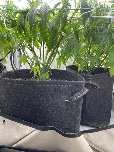 Growreport Bild 4