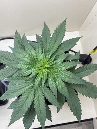 Growreport Bild 1