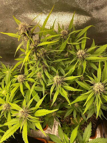 Growreport Bild 4