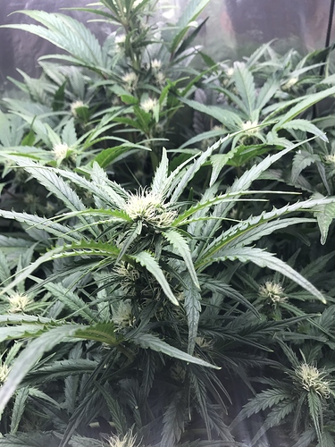 Growreport Bild 2