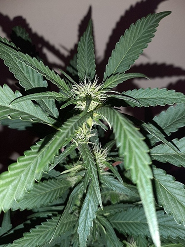 Growreport Bild 12