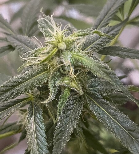 Growreport Bild 4