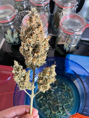 Growreport Bild 13