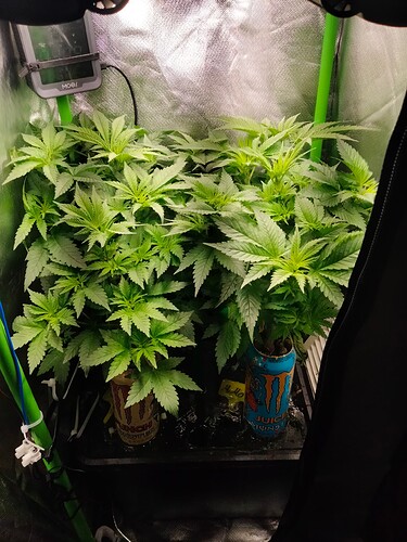 Growreport Bild 3