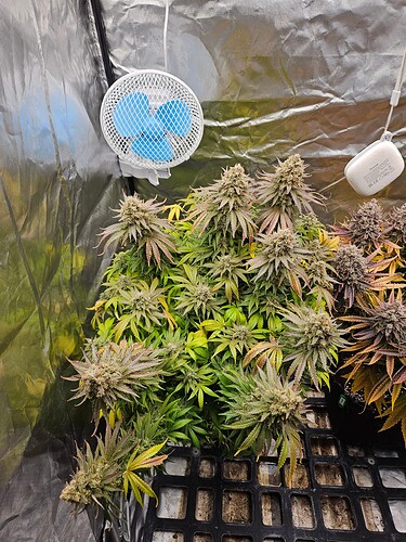 Growreport Bild 40