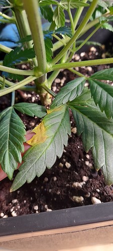 Growreport Bild 9