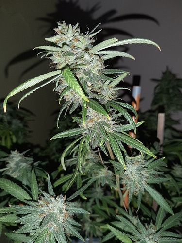 Growreport Bild 3