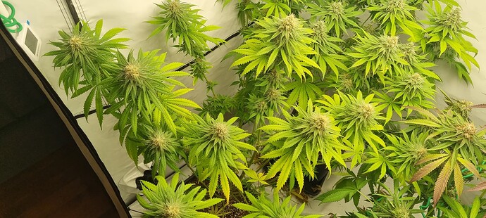 Growreport Bild 1