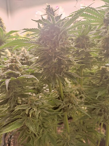Growreport Bild 12
