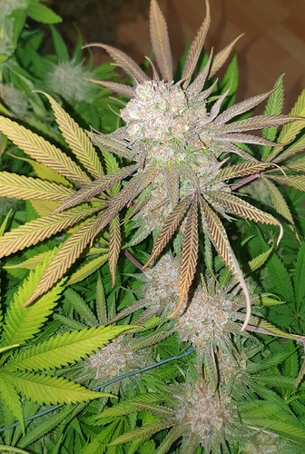 Growreport Bild 5