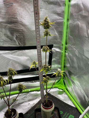 Growreport Bild 23