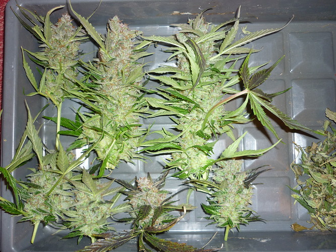 Growreport Bild 2