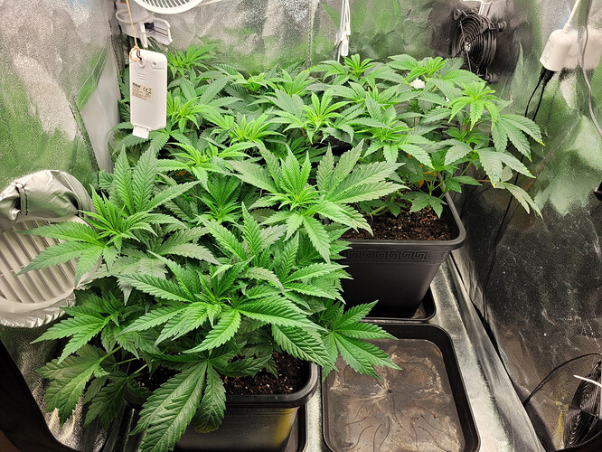 Growreport Bild 1