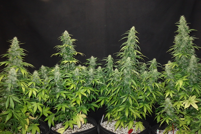 Growreport Bild 7