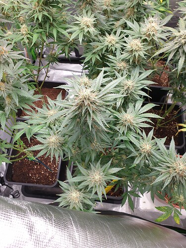 Growreport Bild 10