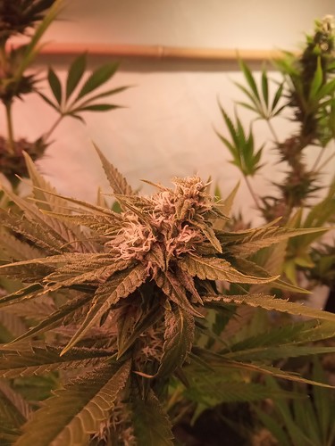 Growreport Bild 58