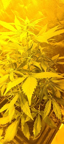 Growreport Bild 12