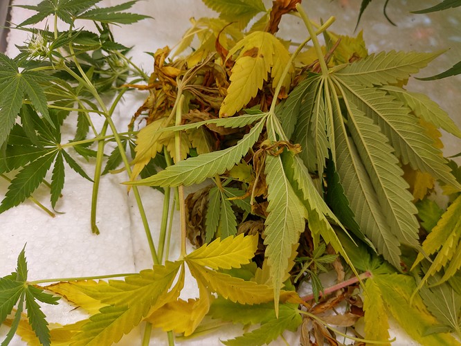 Growreport Bild 7