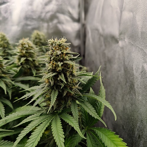 Growreport Bild 9