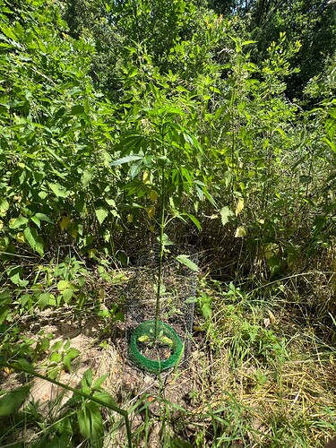 Growreport Bild 1