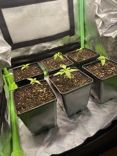 Growreport Bild 2