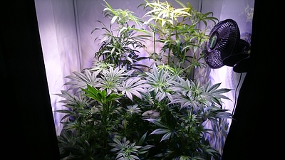Growreport Bild 20
