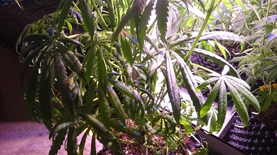 Growreport Bild 12