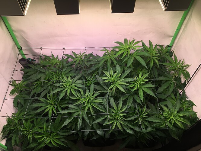Growreport Bild 3