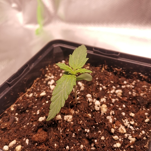 Growreport Bild 6