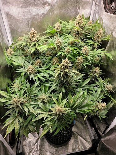 Growreport Bild 2
