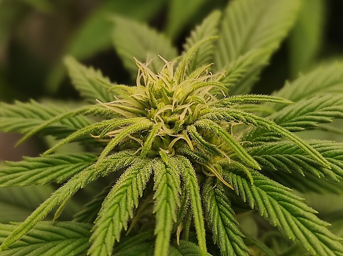 Growreport Bild 9